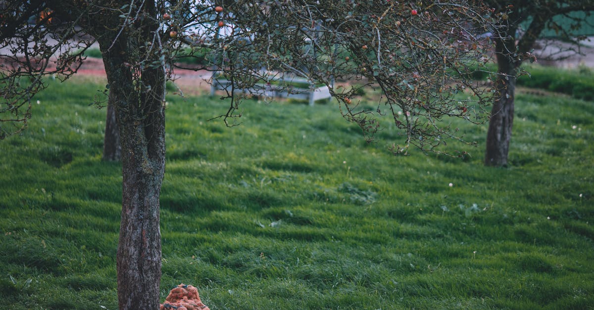 découvrez l'apple tree optimization, une méthode innovante d'optimisation inspirée de la croissance des pommiers, idéale pour résoudre des problèmes complexes en intelligence artificielle et en informatique.