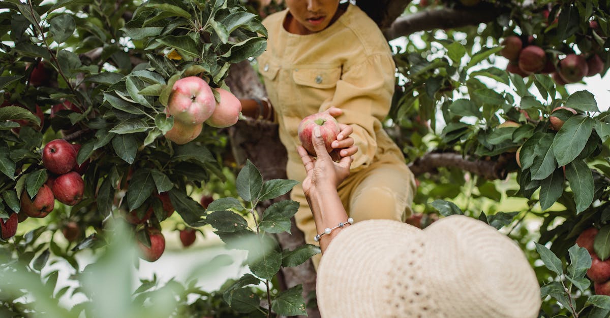 découvrez l'apple tree optimization, un algorithme inspiré par la croissance des pommiers, utilisé pour résoudre des problèmes complexes d'optimisation. apprenez son fonctionnement, ses avantages et ses applications pratiques.