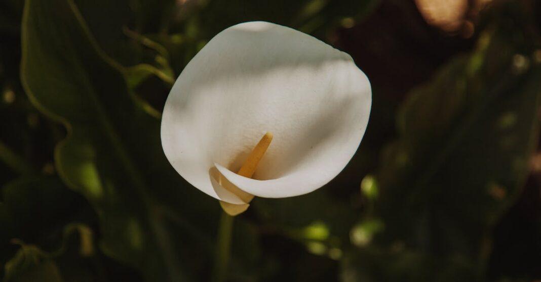 découvrez tout sur l'arum maculatum : description de la plante, habitat naturel, conseils de culture, floraison, et précautions à prendre avec cette plante sauvage commune des sous-bois en europe.