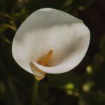 Arum maculatum : guide complet pour réussir sa culture découvrez tout sur l'arum maculatum : description de la plante, habitat naturel, conseils de culture, floraison, et précautions à prendre avec cette plante sauvage commune des sous-bois en europe.