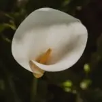 découvrez tout sur l'arum maculatum : description de la plante, habitat naturel, conseils de culture, floraison, et précautions à prendre avec cette plante sauvage commune des sous-bois en europe.