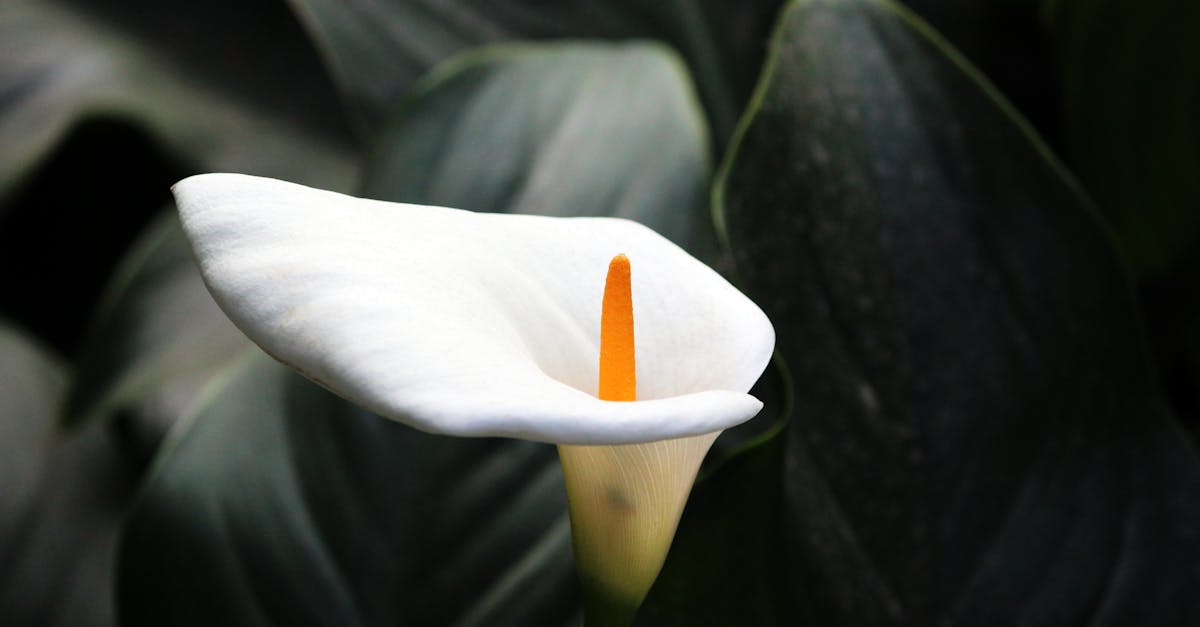 découvrez l'arum maculatum, une plante sauvage élégante connue pour ses feuilles tachetées et son originalité au jardin. apprenez à l'identifier, la cultiver et à comprendre ses caractéristiques fascinantes.