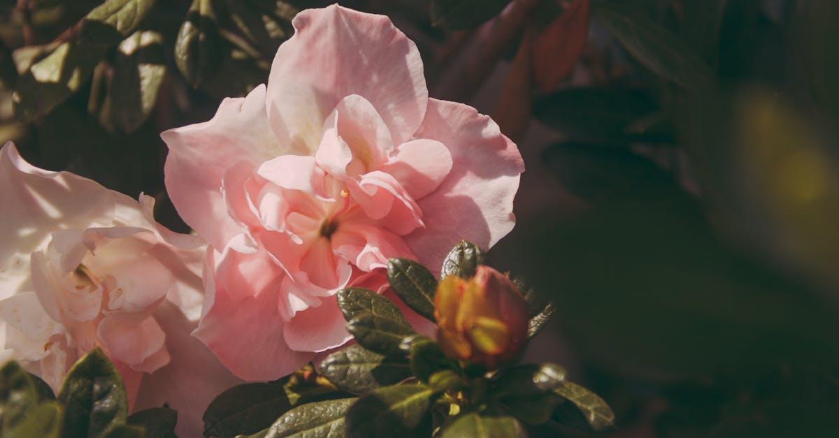 découvrez tout sur l’azalée : conseils d’entretien, variétés, floraison et astuces pour cultiver cette plante colorée en intérieur ou au jardin.