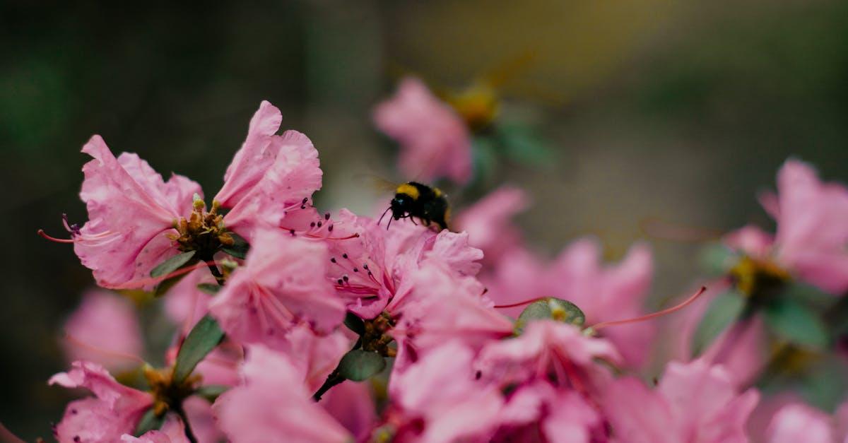 découvrez l’azalée, une plante fleurie élégante parfaite pour égayer votre jardin ou intérieur. conseils d’entretien, floraison, variétés et astuces pour une croissance optimale.