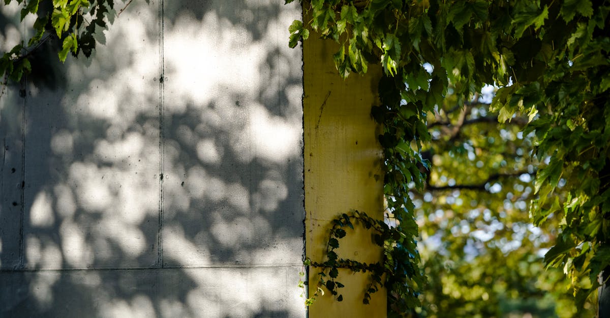 découvrez tout sur les bégonias : conseils d’entretien, types, astuces de culture en intérieur ou au jardin pour profiter de leurs magnifiques fleurs colorées toute l'année.