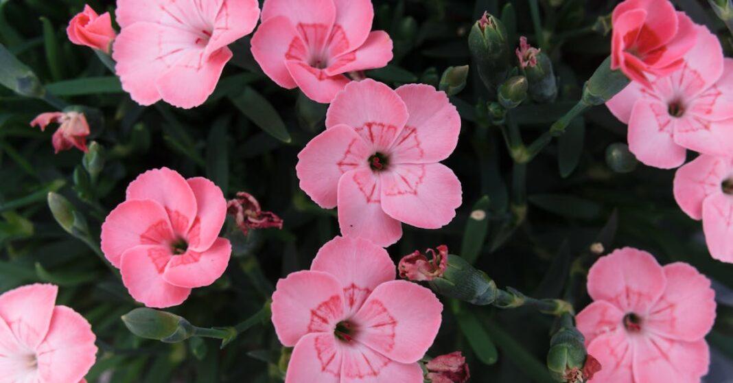 découvrez tout sur les bégonias : variétés, conseils d’entretien, astuces de plantation et idées déco pour sublimer votre jardin ou intérieur avec ces plantes fleuries élégantes et colorées.