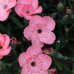 découvrez tout sur les bégonias : variétés, conseils d’entretien, astuces de plantation et idées déco pour sublimer votre jardin ou intérieur avec ces plantes fleuries élégantes et colorées.