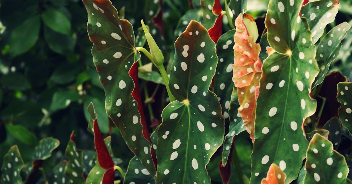 découvrez tout sur les bégonias : conseils de culture, entretien, variétés et astuces pour profiter de ces plantes fleuries aussi bien en intérieur qu'au jardin.
