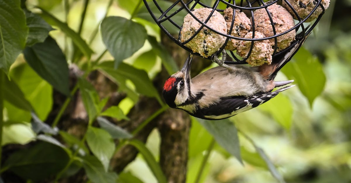 découvrez notre sélection de nourriture pour oiseaux : graines, mélanges complets et friandises adaptées à tous types d’oiseaux. offrez le meilleur à vos compagnons à plumes !