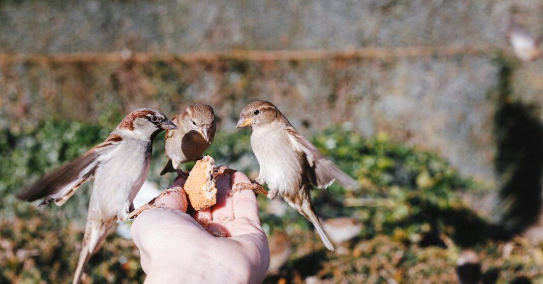 découvrez notre sélection de nourriture pour oiseaux adaptée à toutes les espèces. offrez une alimentation saine et équilibrée à vos oiseaux de compagnie ou de jardin !
