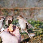 La nourriture des oiseaux que l'on trouve dans nos jardins découvrez notre sélection de nourriture pour oiseaux adaptée à toutes les espèces. offrez une alimentation saine et équilibrée à vos oiseaux de compagnie ou de jardin !