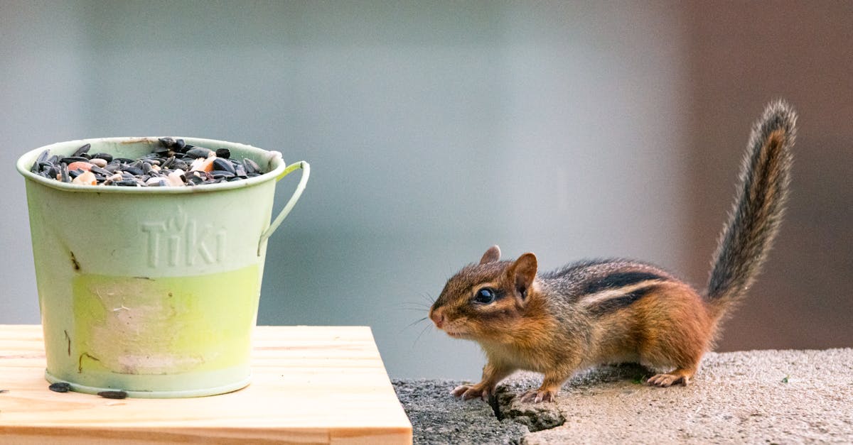 découvrez notre sélection de nourriture pour oiseaux adaptée à toutes les espèces : graines, mélanges et aliments spécifiques pour assurer la santé et le bien-être de vos oiseaux domestiques ou sauvages.