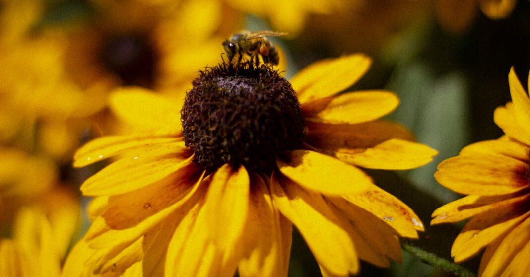 découvrez le black-eyed susan, une fleur éclatante et facile à cultiver, idéale pour illuminer votre jardin avec ses pétales jaunes vifs et son cœur foncé. apprenez conseils de plantation, entretien et bienfaits de cette plante populaire.