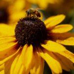 découverte et culture de la magnifique suzanne aux yeux noirs découvrez le black-eyed susan, une fleur éclatante et facile à cultiver, idéale pour illuminer votre jardin avec ses pétales jaunes vifs et son cœur foncé. apprenez conseils de plantation, entretien et bienfaits de cette plante populaire.