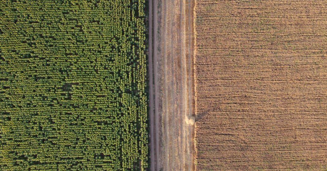 découvrez notre sélection de plantes de bordure idéales pour délimiter et embellir votre jardin. conseils d'experts pour choisir et entretenir vos bordures végétales.