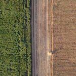 Découvrez l'univers fascinant des plantes de bordure découvrez notre sélection de plantes de bordure idéales pour délimiter et embellir votre jardin. conseils d'experts pour choisir et entretenir vos bordures végétales.