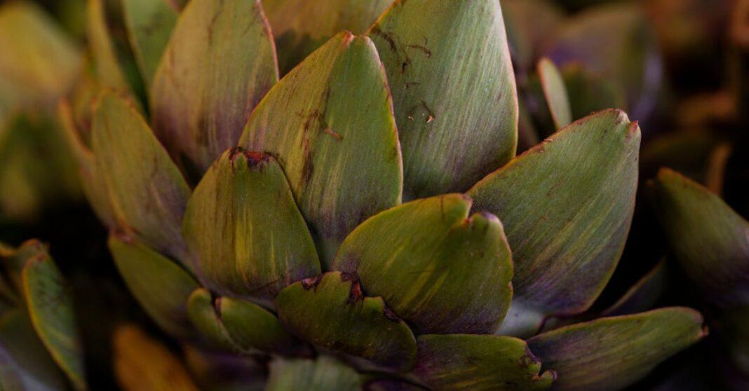 découvrez tout sur le cardon, ce légume ancien de la famille des artichauts. conseils de culture, bienfaits nutritionnels et idées recettes pour apprécier le cardoon dans votre cuisine.