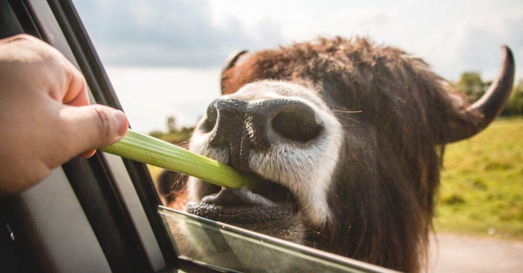 découvrez celery, un puissant gestionnaire de tâches asynchrones en python. idéal pour le traitement distribué, la planification de tâches et l'amélioration des performances de vos applications.