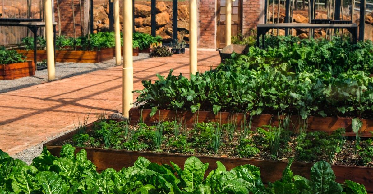 découvrez les bienfaits et utilisations de la bette à carde (chard), un légume-feuille riche en nutriments, parfait pour une alimentation saine et équilibrée. idées recettes et conseils de préparation.