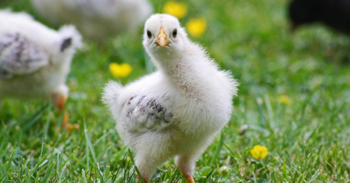 découvrez tout ce qu’il faut savoir sur les poules : races, élevage, alimentation, soins et astuces pour bien s’occuper de vos gallinacés au quotidien.