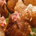 Adopter des poules au jardin : découvrez 4 races adaptées à votre espace découvrez tout sur les chickens : leur alimentation, leur élevage, les différentes races de poules, ainsi que des conseils pratiques pour prendre soin de vos volailles au quotidien.