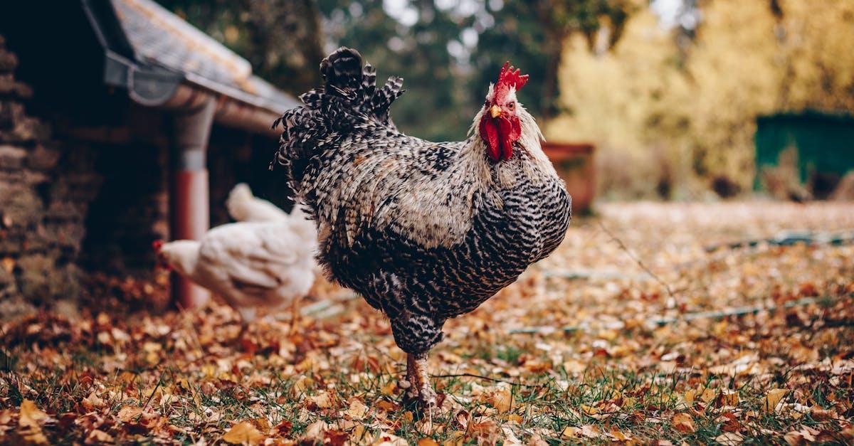 découvrez tout ce qu’il faut savoir sur les poules : races, alimentation, élevage, comportements et conseils pour bien s’en occuper à la maison ou à la ferme.