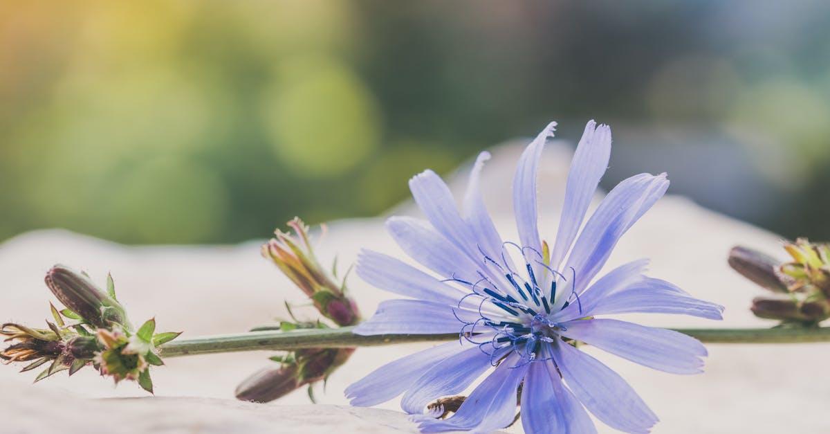 découvrez la chicorée : une plante aux multiples bienfaits, souvent utilisée comme alternative au café, riche en fibres, saveurs et propriétés nutritionnelles. informations, conseils d'utilisation et bienfaits santé sur la chicorée.