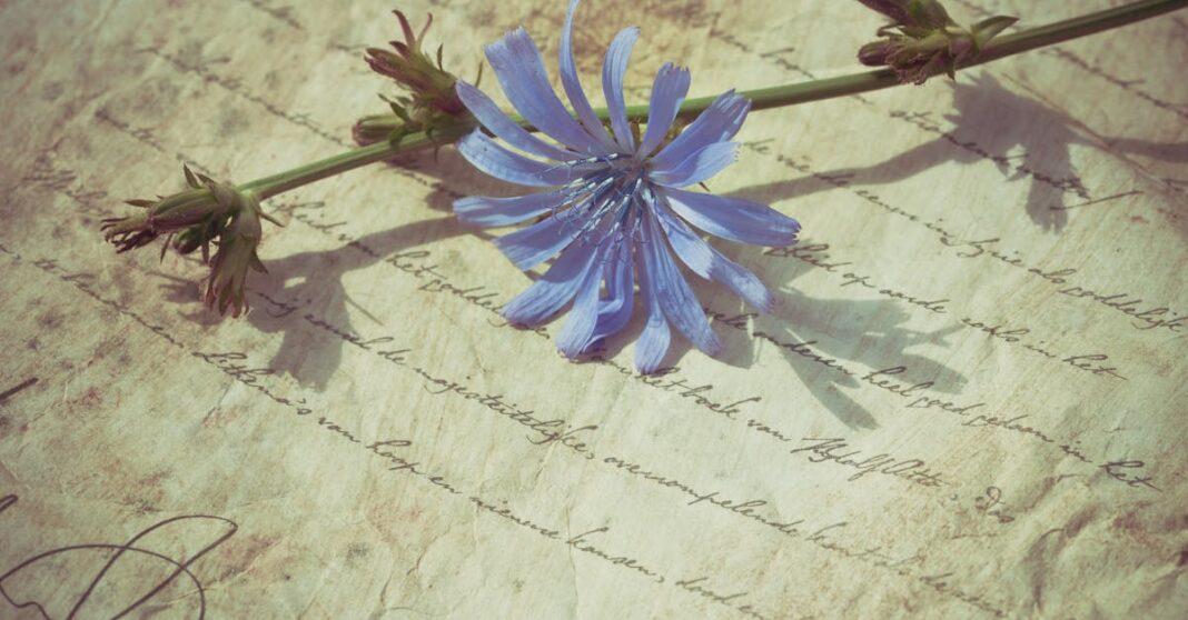 découvrez la chicorée, une plante aux nombreuses vertus utilisée comme substitut du café, ingrédient culinaire et remède naturel. apprenez ses bienfaits, utilisations et conseils pratiques pour l'intégrer à votre quotidien.