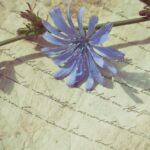 Découvrez la culture de la chicorée italienne découvrez la chicorée, une plante aux nombreuses vertus utilisée comme substitut du café, ingrédient culinaire et remède naturel. apprenez ses bienfaits, utilisations et conseils pratiques pour l'intégrer à votre quotidien.