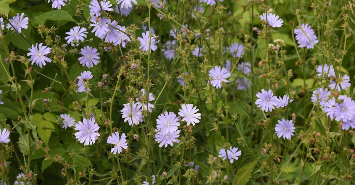 découvrez la chicorée : ses bienfaits pour la santé, ses usages culinaires et ses vertus digestives. apprenez comment intégrer la chicorée dans votre alimentation quotidienne.