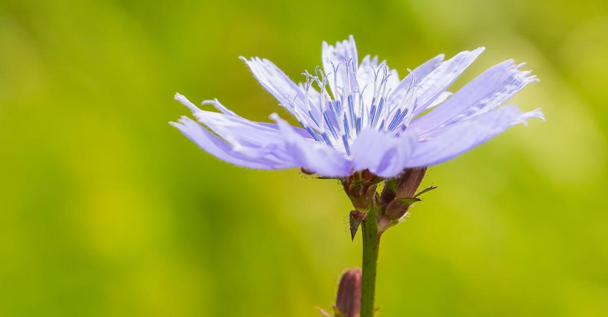 découvrez la chicorée, une plante aux multiples bienfaits utilisée en cuisine et en infusion. apprenez tout sur ses origines, ses avantages pour la santé et ses différentes façons de l'intégrer dans votre alimentation.