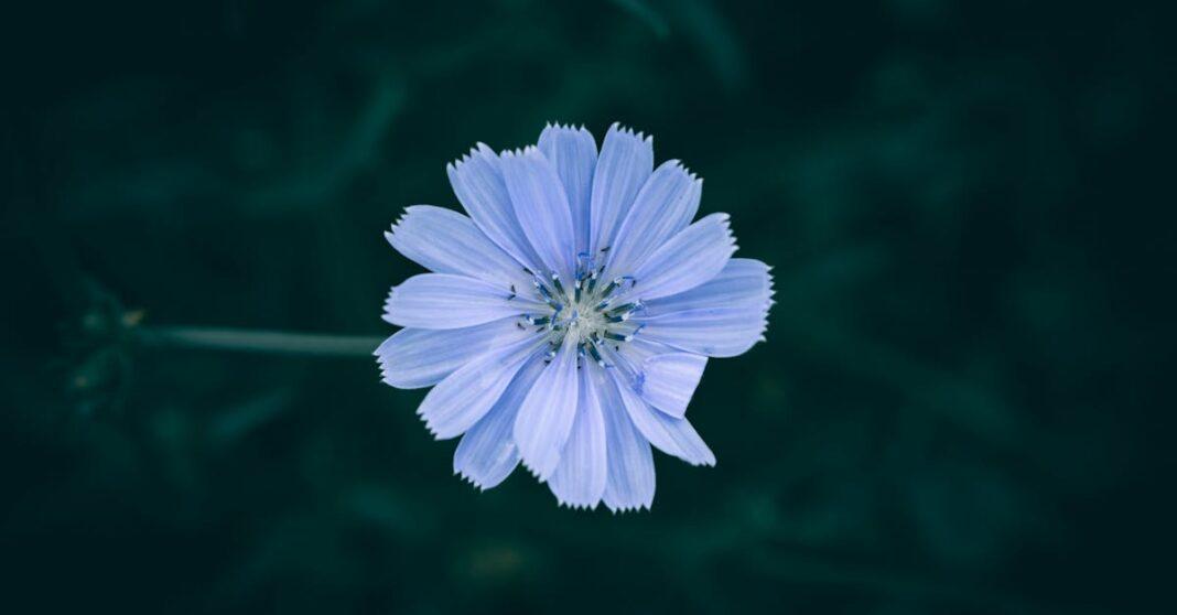 découvrez la chicorée, une plante aux multiples bienfaits pour la santé. utilisée en cuisine et en infusion, elle apporte une saveur unique et de nombreux nutriments essentiels.