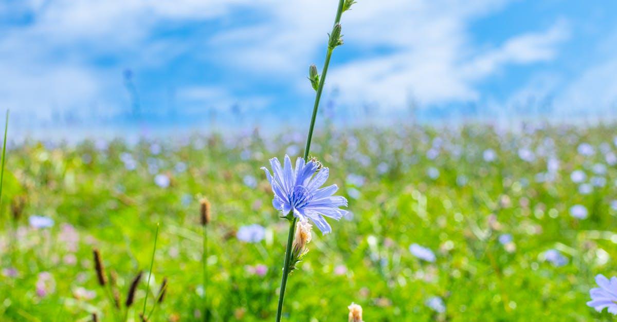 découvrez la chicorée, une plante aux multiples bienfaits : substitut naturel au café, alliée de la digestion et riche en fibres. apprenez tout sur ses usages culinaires et ses vertus santé !