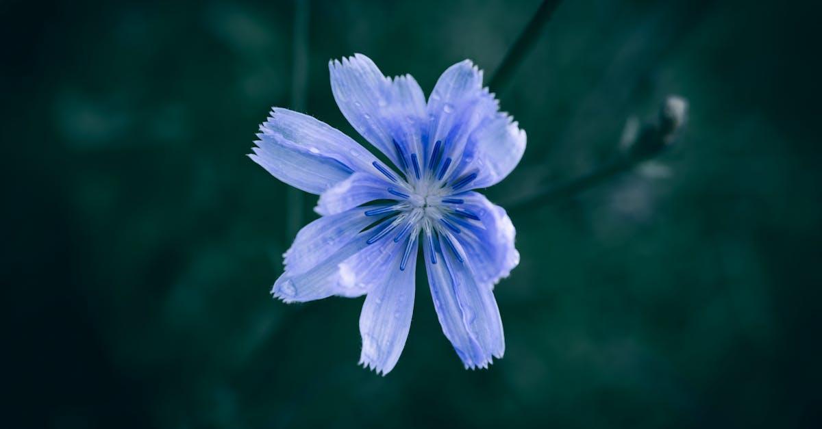 découvrez la chicorée : une plante savoureuse aux nombreux bienfaits, idéale pour remplacer le café, agrémenter vos recettes ou prendre soin de votre santé au naturel.