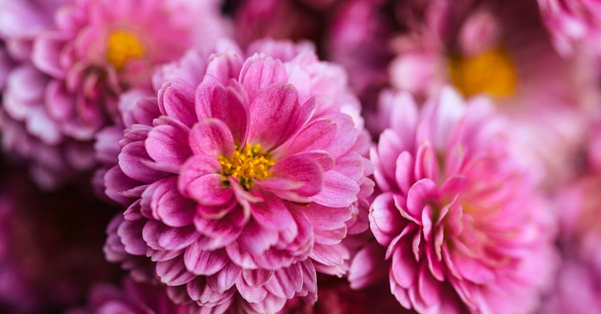 découvrez les chrysanthèmes : symboles de beauté et de longévité, ces fleurs colorées embellissent jardins et intérieurs. conseils d’entretien, variétés et astuces pour une floraison éclatante.
