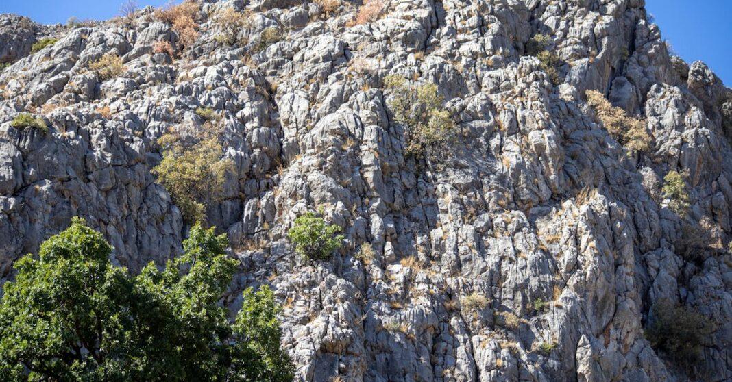 découvrez notre sélection d'annuelles grimpantes idéales pour embellir vos murs, clôtures et pergolas. profitez de couleurs vives et d'une croissance rapide pour un jardin éclatant tout l'été !