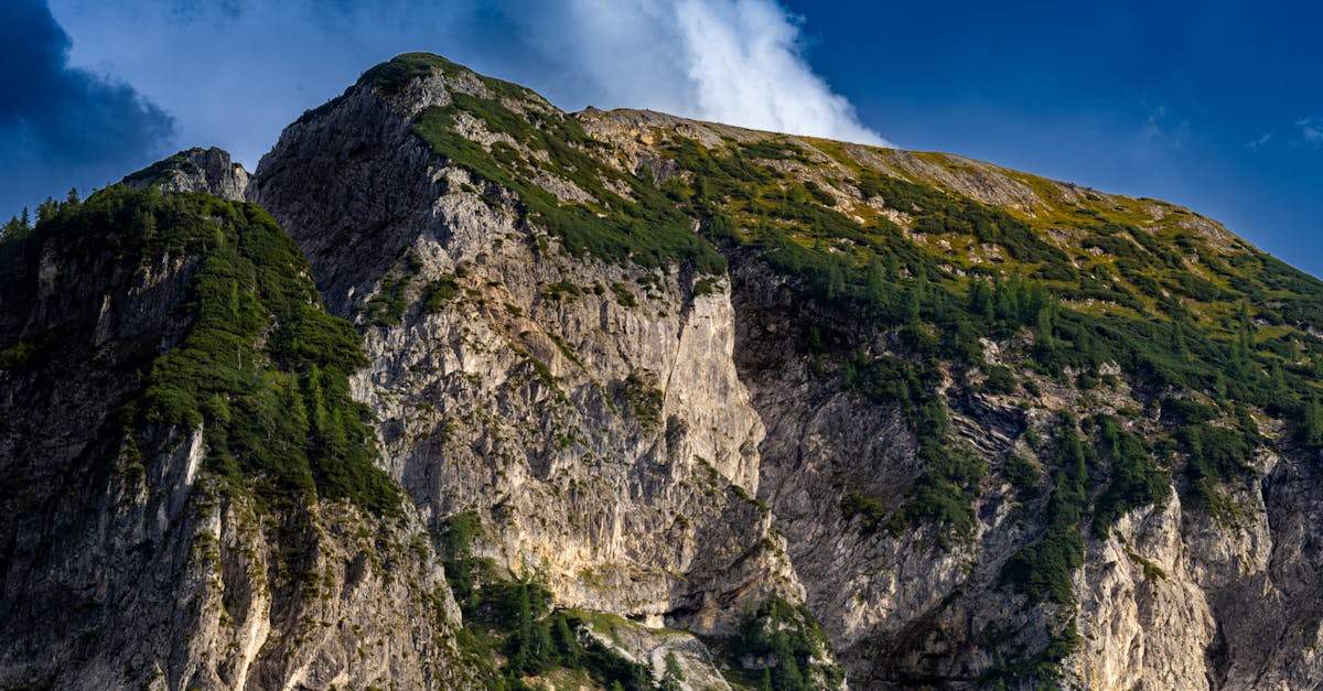 découvrez les meilleures plantes annuelles grimpantes pour sublimer votre jardin. conseils, sélection de variétés et astuces pour une floraison abondante et colorée tout l’été.