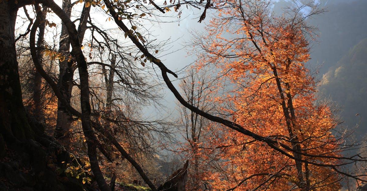 découvrez notre sélection d'annuelles grimpantes idéales pour embellir vos murs, treillages et pergolas. conseils de plantation, variétés colorées et astuces pour un jardin fleuri toute la saison.