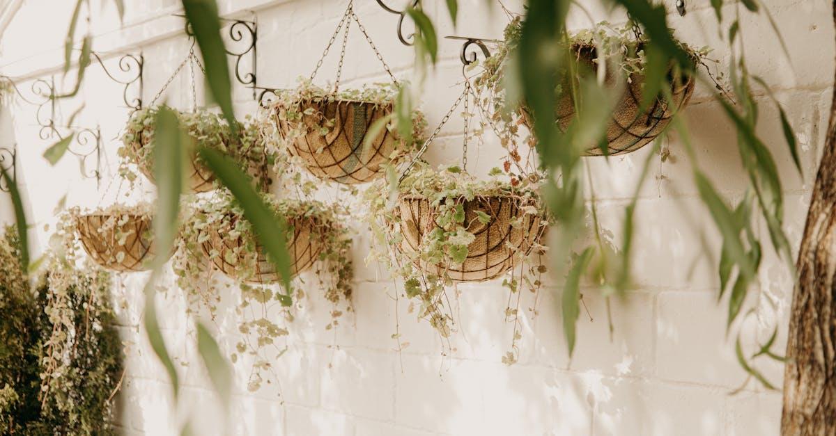 découvrez les plantes grimpantes : des solutions idéales pour végétaliser vos murs, clôtures ou pergolas. conseils de choix, d’entretien et idées pour embellir votre jardin grâce à ces plantes décoratives et faciles à cultiver.