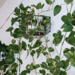 découvrez les meilleures plantes grimpantes pour décorer votre jardin, balcon ou façade. conseils d’entretien, choix des espèces, astuces pour une floraison abondante et un espace vert luxuriant toute l’année.