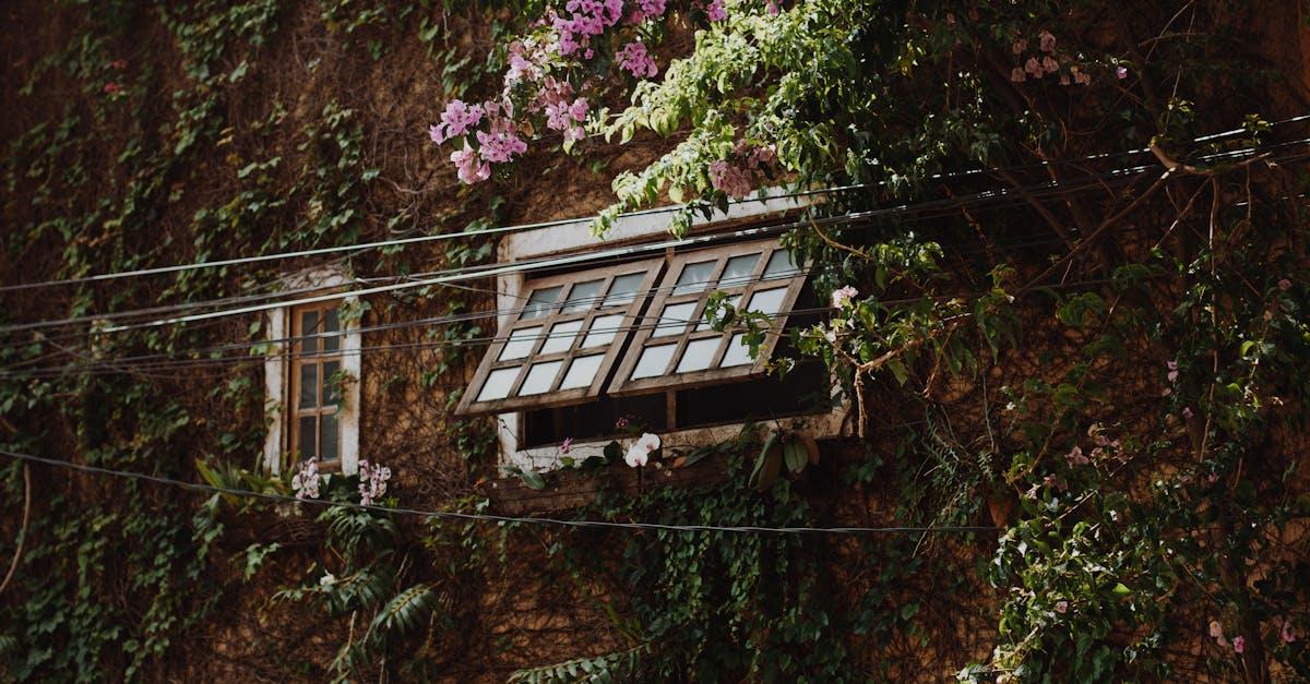 découvrez notre guide complet sur les plantes grimpantes : conseils de culture, idées déco et astuces pour choisir les variétés adaptées à votre jardin ou balcon. embellissez vos espaces avec des plantes faciles d'entretien et à la floraison spectaculaire !