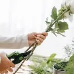 Comment bien tailler un rosier grimpant pour favoriser sa floraison découvrez nos conseils pratiques pour tailler efficacement votre rosier grimpant. apprenez les bonnes techniques de taille pour favoriser une floraison abondante et maintenir un rosier sain toute l'année !