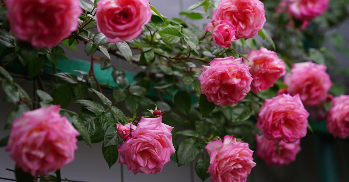 découvrez nos conseils pratiques pour la taille des rosiers grimpants : techniques, périodes idéales et astuces pour favoriser une floraison abondante et préserver la santé de votre rosier grimpant.