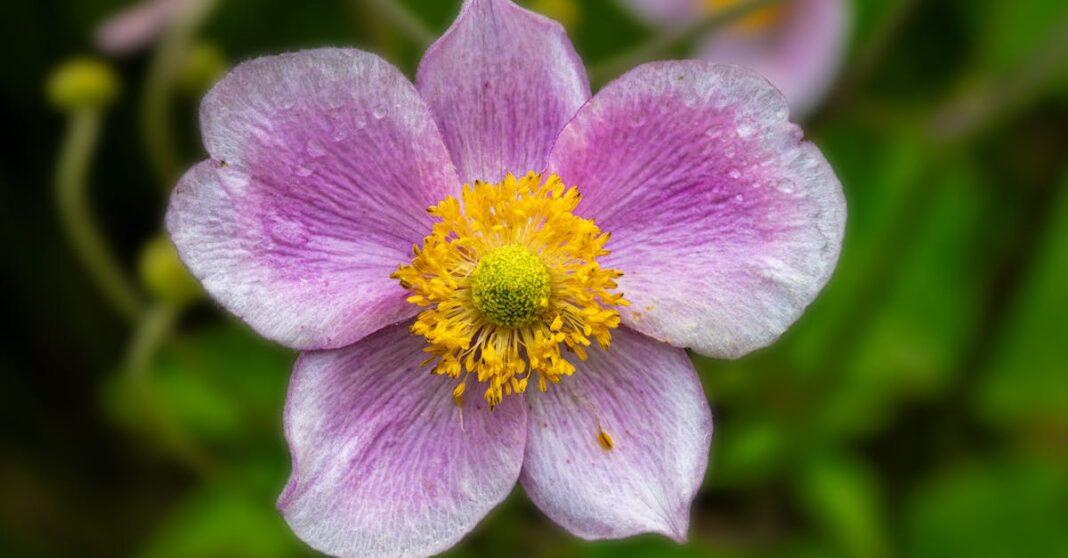 découvrez l’anémone commune : une plante vivace aux fleurs colorées, idéale pour égayer les jardins et attirer les pollinisateurs. conseils de culture, entretien et variétés à privilégier.
