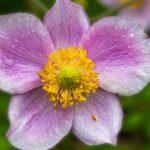 découvrez l’anémone commune : une plante vivace aux fleurs colorées, idéale pour égayer les jardins et attirer les pollinisateurs. conseils de culture, entretien et variétés à privilégier.