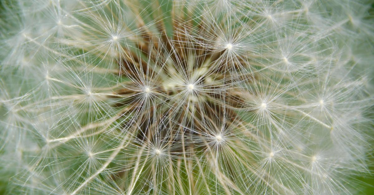 découvrez tout sur la common anemone : description, habitat, caractéristiques et conseils pour l'observation de cette espèce fascinante de la vie marine.