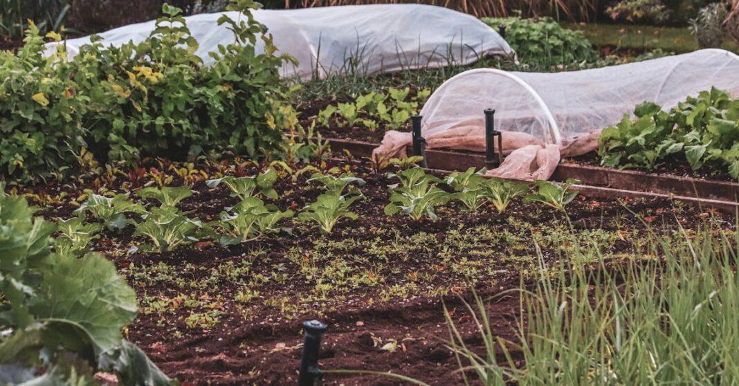 découvrez les principes de l’association de cultures (companion planting) : quelles plantes associer pour favoriser la croissance, protéger naturellement votre jardin des nuisibles et optimiser vos récoltes. conseils pratiques pour un potager sain et productif.