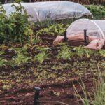 Quelles plantations accompagner un olivier ? découvrez les principes de l’association de cultures (companion planting) : quelles plantes associer pour favoriser la croissance, protéger naturellement votre jardin des nuisibles et optimiser vos récoltes. conseils pratiques pour un potager sain et productif.