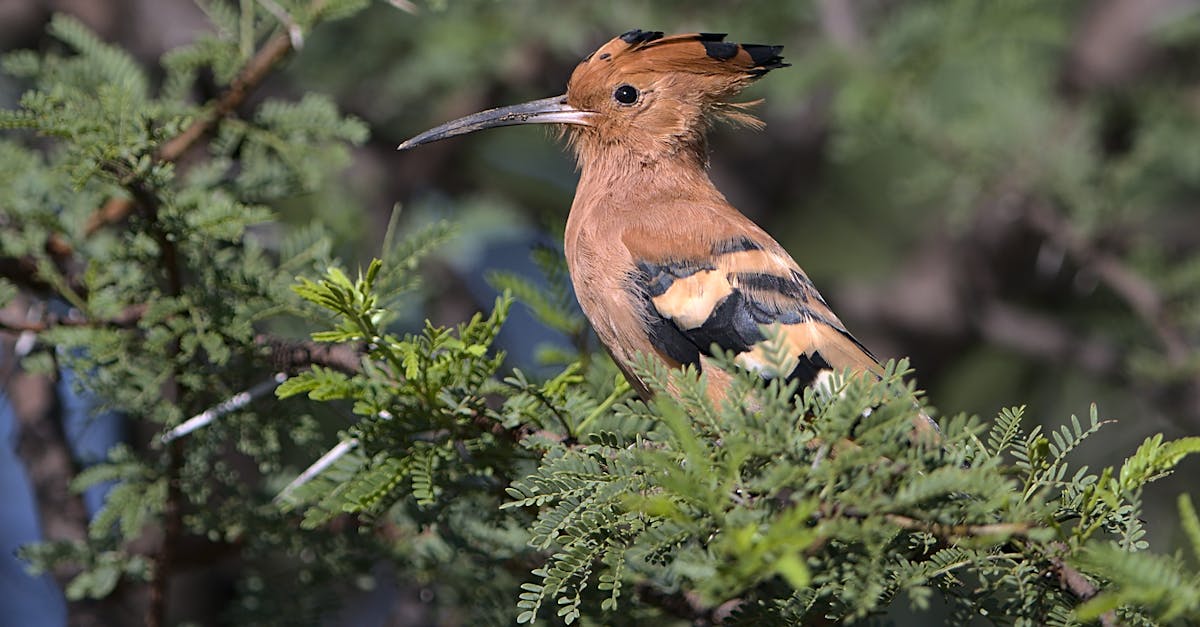 découvrez tout ce qu'il faut savoir sur le crest : signification, usages, histoire et conseils pour interpréter ce symbole emblématique.