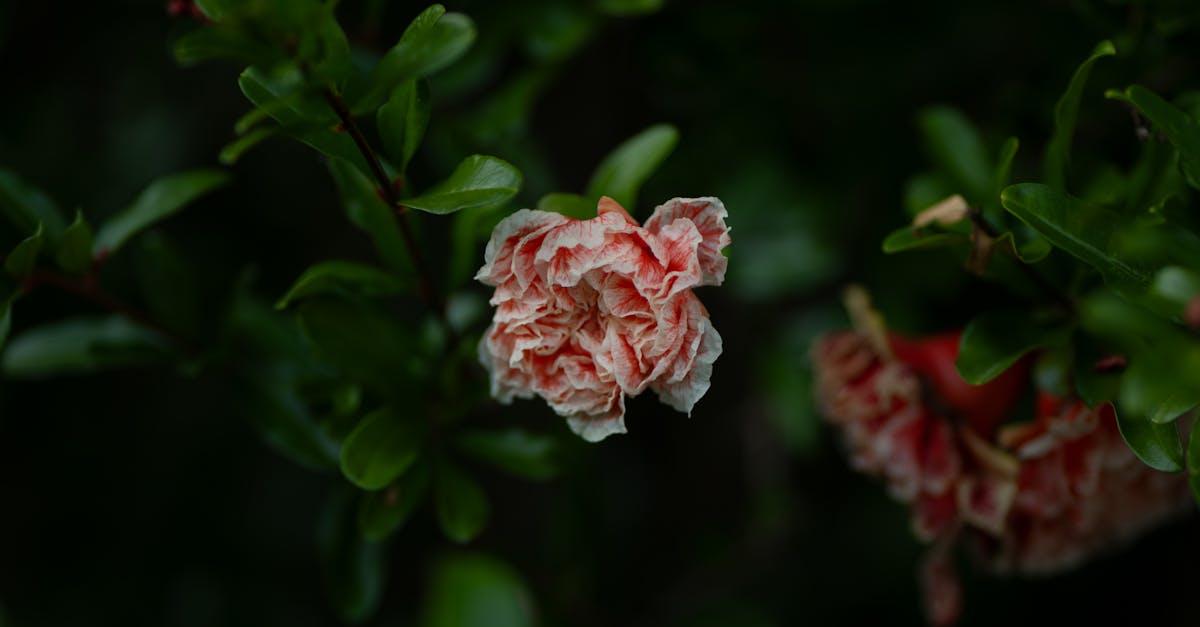 découvrez tout ce qu'il faut savoir sur la cultivation : techniques, conseils pratiques et informations essentielles pour réussir vos cultures, que vous soyez débutant ou passionné.